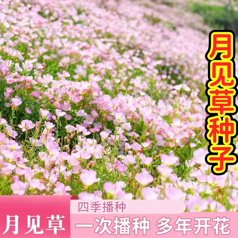 美丽月见草种子Evening Primrose晚樱草待霄草花籽宿根盆栽春秋播