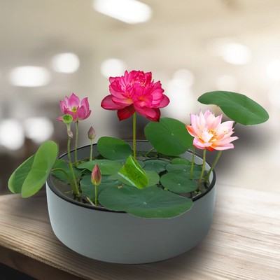 碗莲水培植物花种子睡莲一叶莲种子室内好养四季开荷花卉盆栽水养