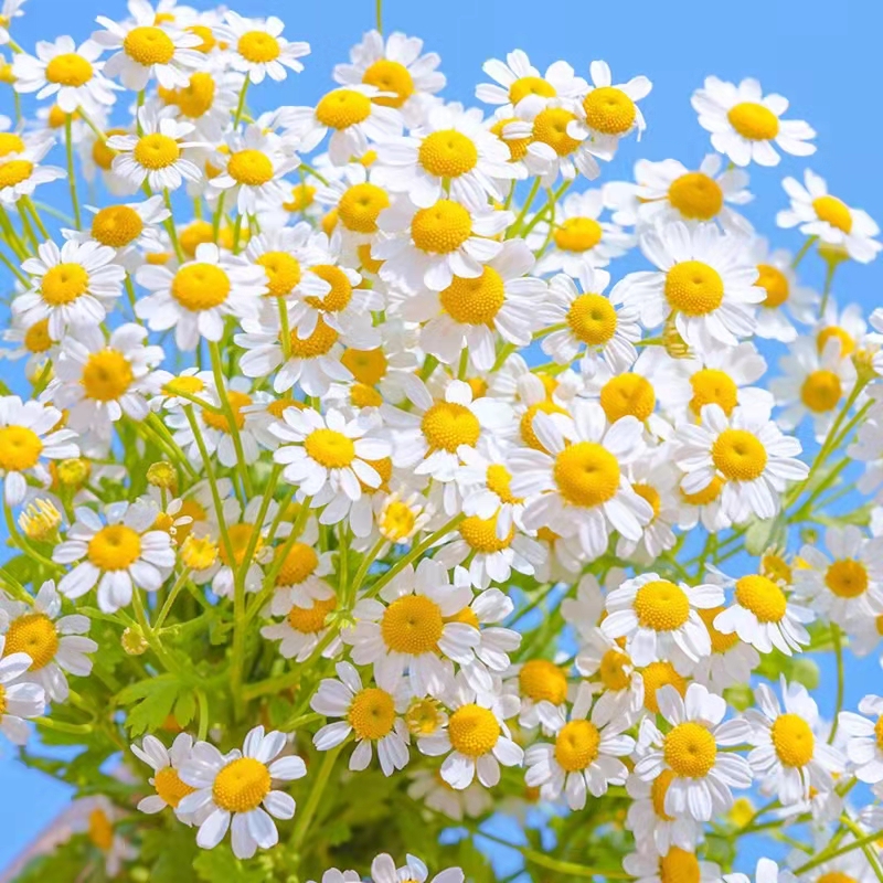 洋甘菊花种籽子大全四季播种开花格桑花籽阳台庭院花卉太阳花种孑