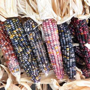 迷你文创文玩玉米文毛料手把件菩ADA提盒扒玩玉米未盲皮手工