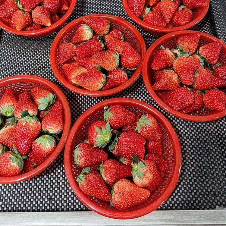 1斤圆形塑料草莓篮子樱桃杨梅篓采摘篮框子草莓盆水果包装兰