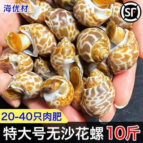 特大花螺壳薄肉肥鲜美又Q弹
