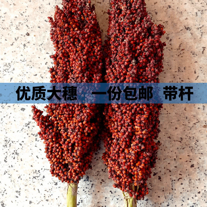 带壳高粱米整株带叶杆根1鸟粮鼠