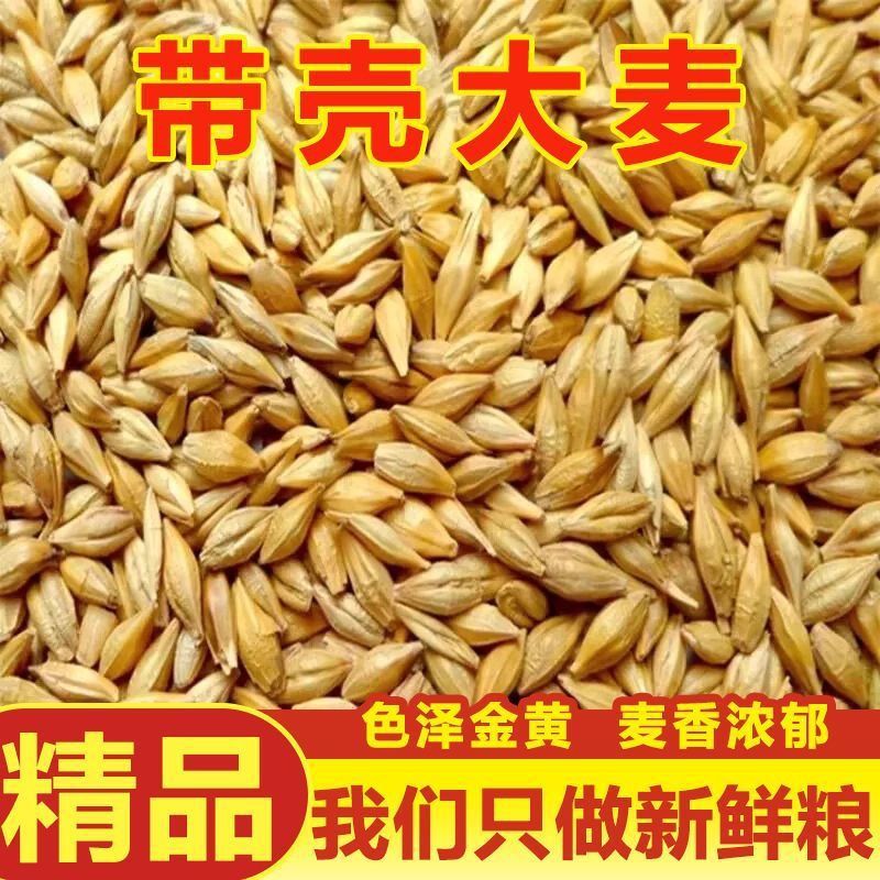 带壳大麦新货农家无干燥剂带壳麦粒发芽大麦茶原料麦芽糖带皮大麦