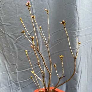 紫色映山红杜鹃花大别山杜鹃映山紫观赏盆栽盆景花卉映山白花杜鹃