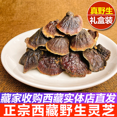 藏家收购实体店直发野生金边灵芝