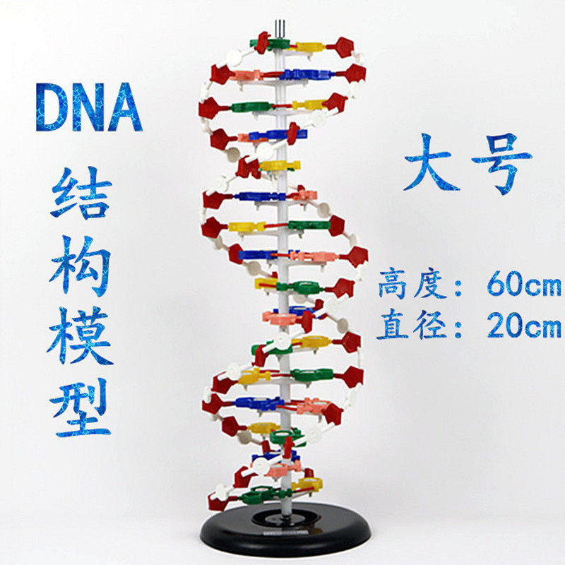 DNA结构模型 大号 DNA双螺旋结构模型 高中生物实验器材 教学仪器