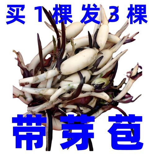 迷你碗莲种藕苗微型小荷花水生七彩室内外水培植物花卉