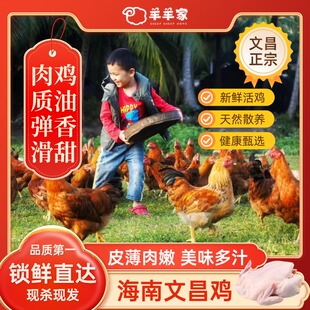海南沿江文昌鸡 新鲜整只切块正宗特产母鸡椰子鸡白切鸡食材散养