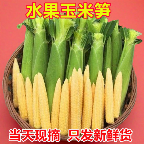 新鲜迷你小玉米水果玉米笋