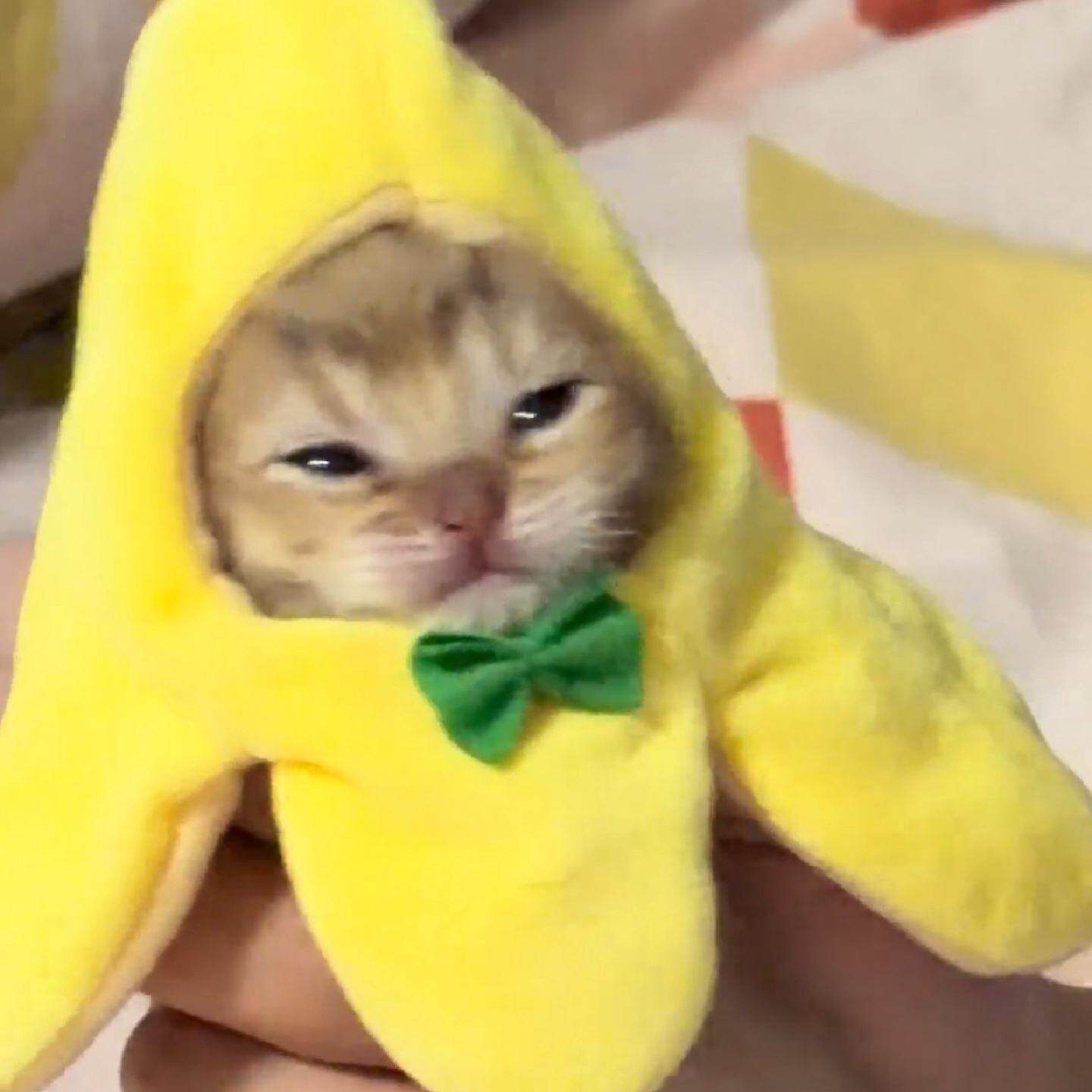 香蕉猫头套新款2026趣味黄色可爱猫咪摆拍道具毛绒玩具玩偶头套