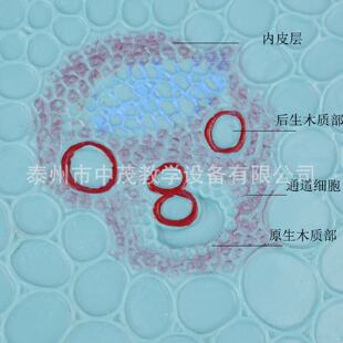 生产厂家33004单子叶植物茎模型玉米茎横切面初中生物教学仪器