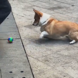 狗狗宠物玩具发光球弹力耐咬彩色解闷玩具球训犬工具球形玩具新款