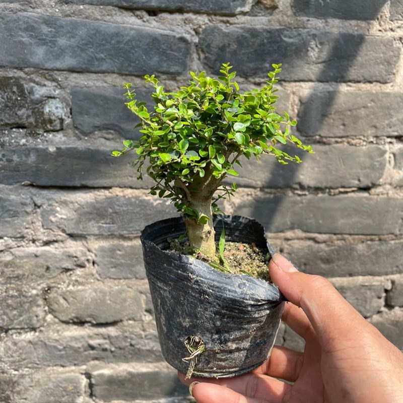 小老桩海南香兰矮桩盆景素材微盆景稀有品种开花浓香名贵花园植物