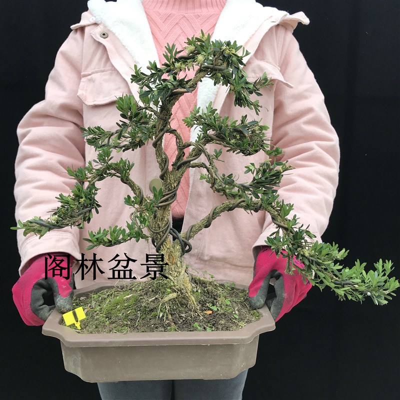 雀舌皱皮黄杨盆景盆栽造型老桩老盆口室内外绿植对号发货一物一拍