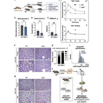 真菌ITS区测序分析 真菌群落结构 病原真菌鉴定 专业分析
