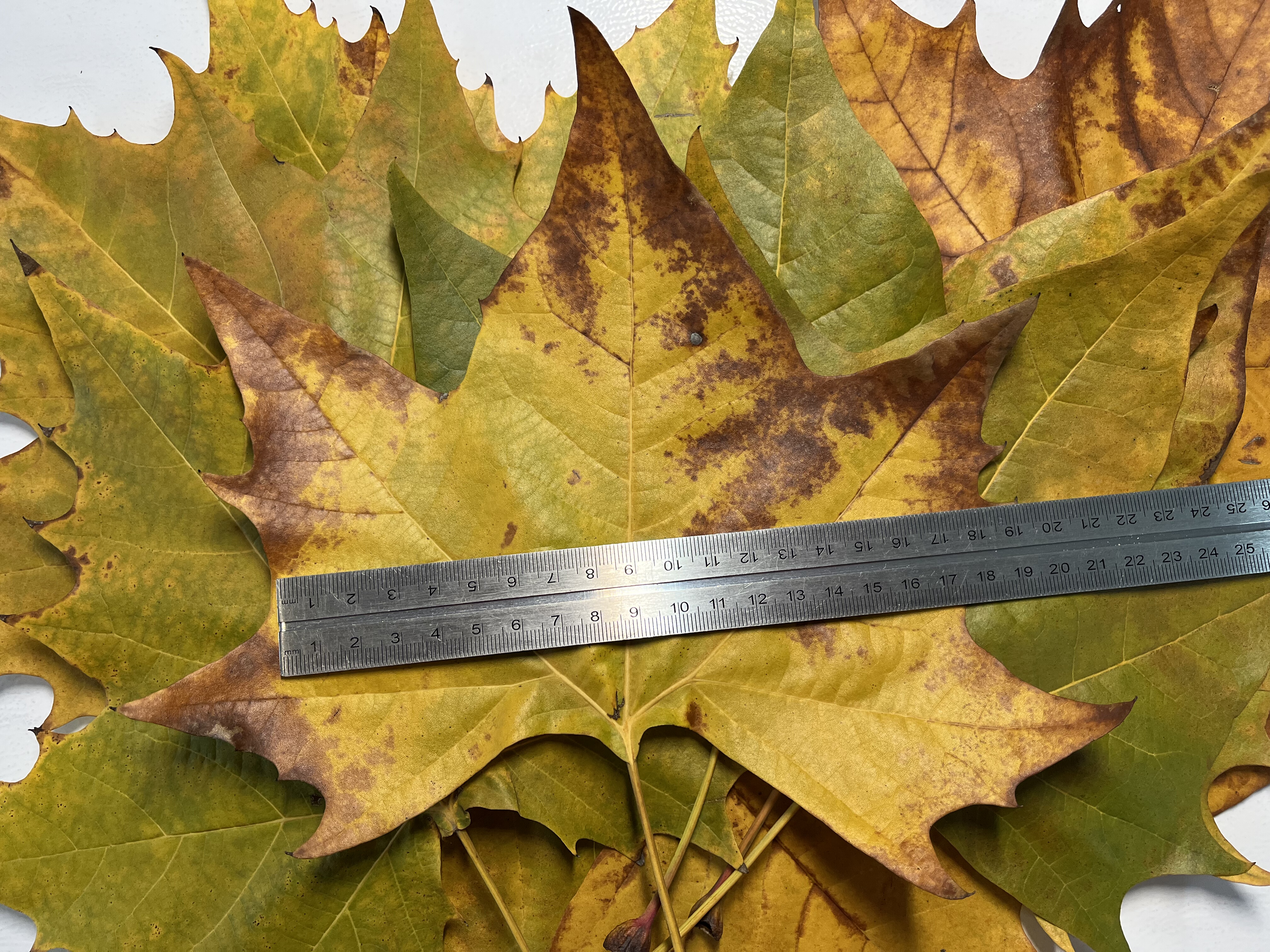 天然真梧桐树15-20cm落叶标本大叶雕DIY布景造景幼儿园手工粘贴画