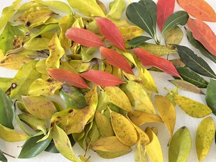 天然手工小叶子红色黄色绿色彩色新鲜叶子落叶幼儿园diy手作材料