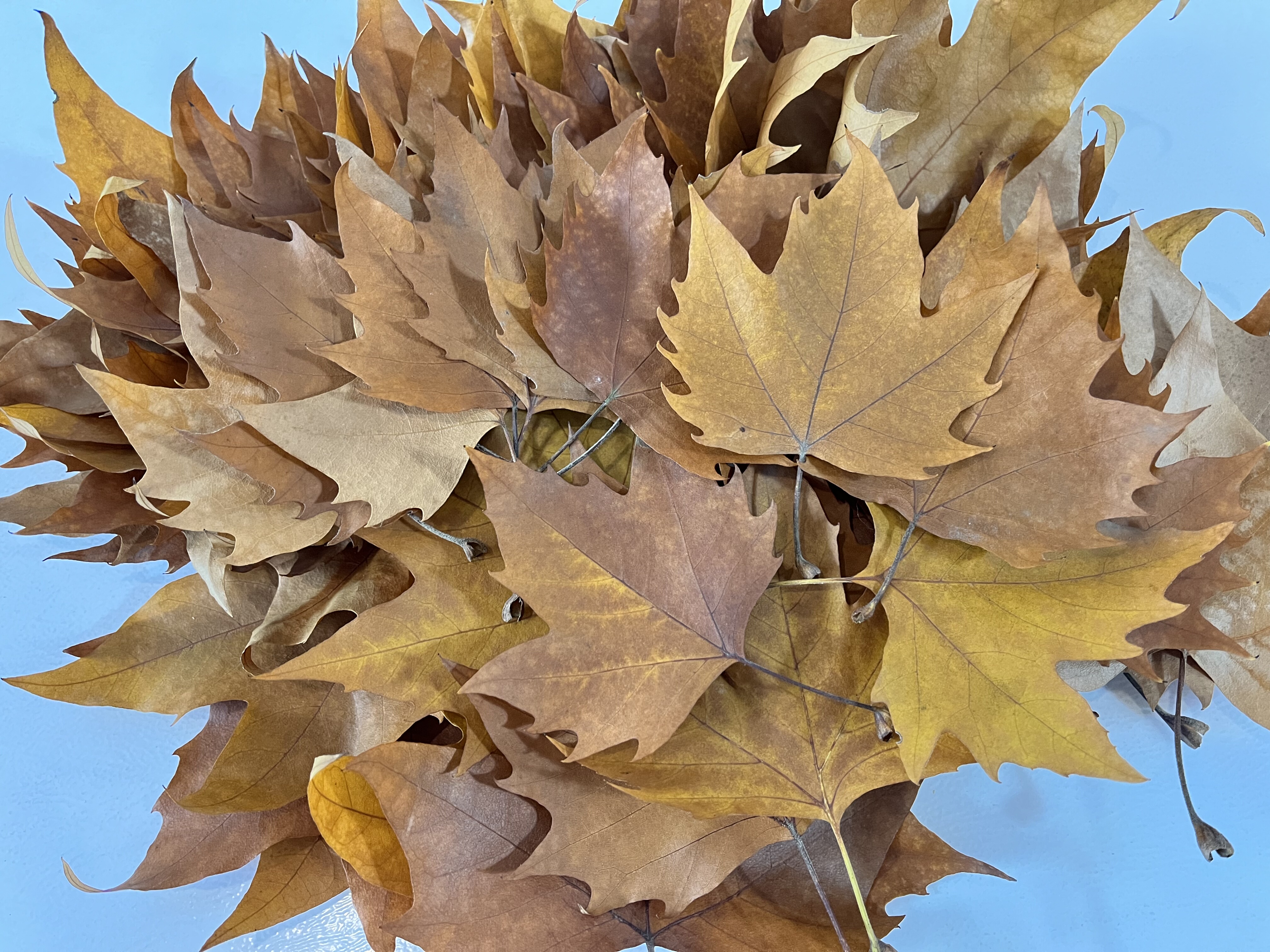 法国梧桐叶天然真树叶装饰布景摄影道具干树落叶儿童diy手工材料