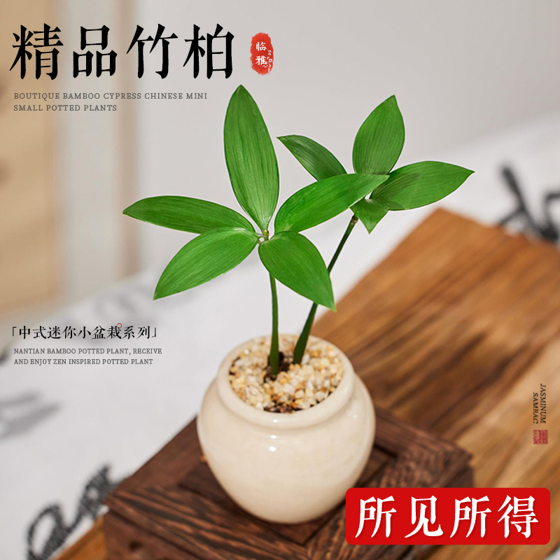 竹柏迷你植物小盆栽拇指绿植办公室内桌面摆件盆景四季长青好养活