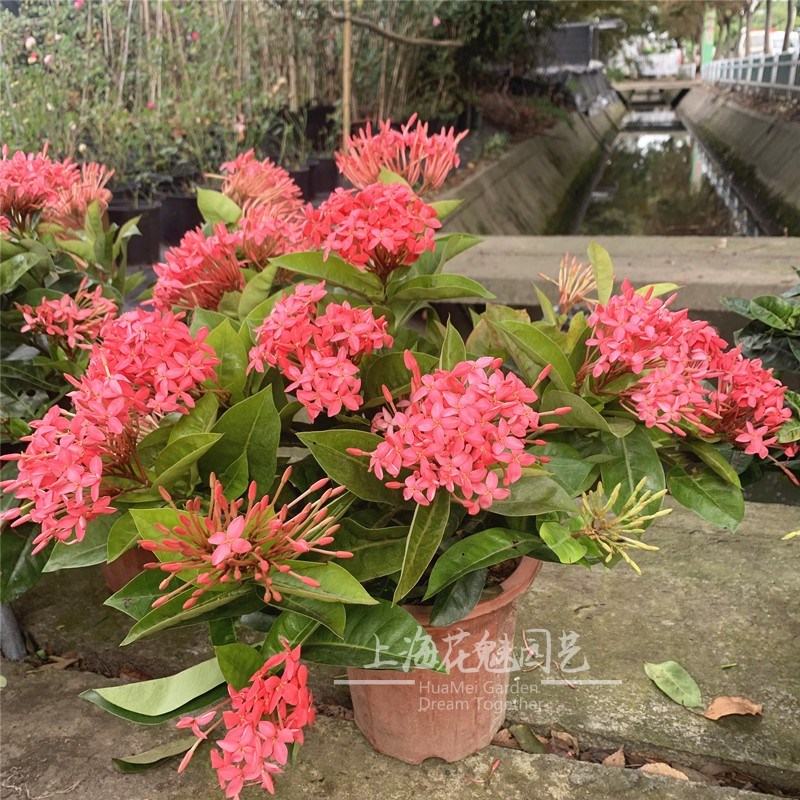 龙船花盆栽耐热室外庭院花园阳台四季开花植物绣球花卉绿植苗好养