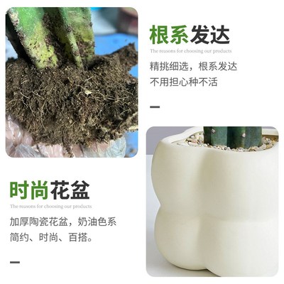 量天尺仙人柱带陶瓷花盆室内盆栽仙人掌多肉植物客厅办公桌面绿植