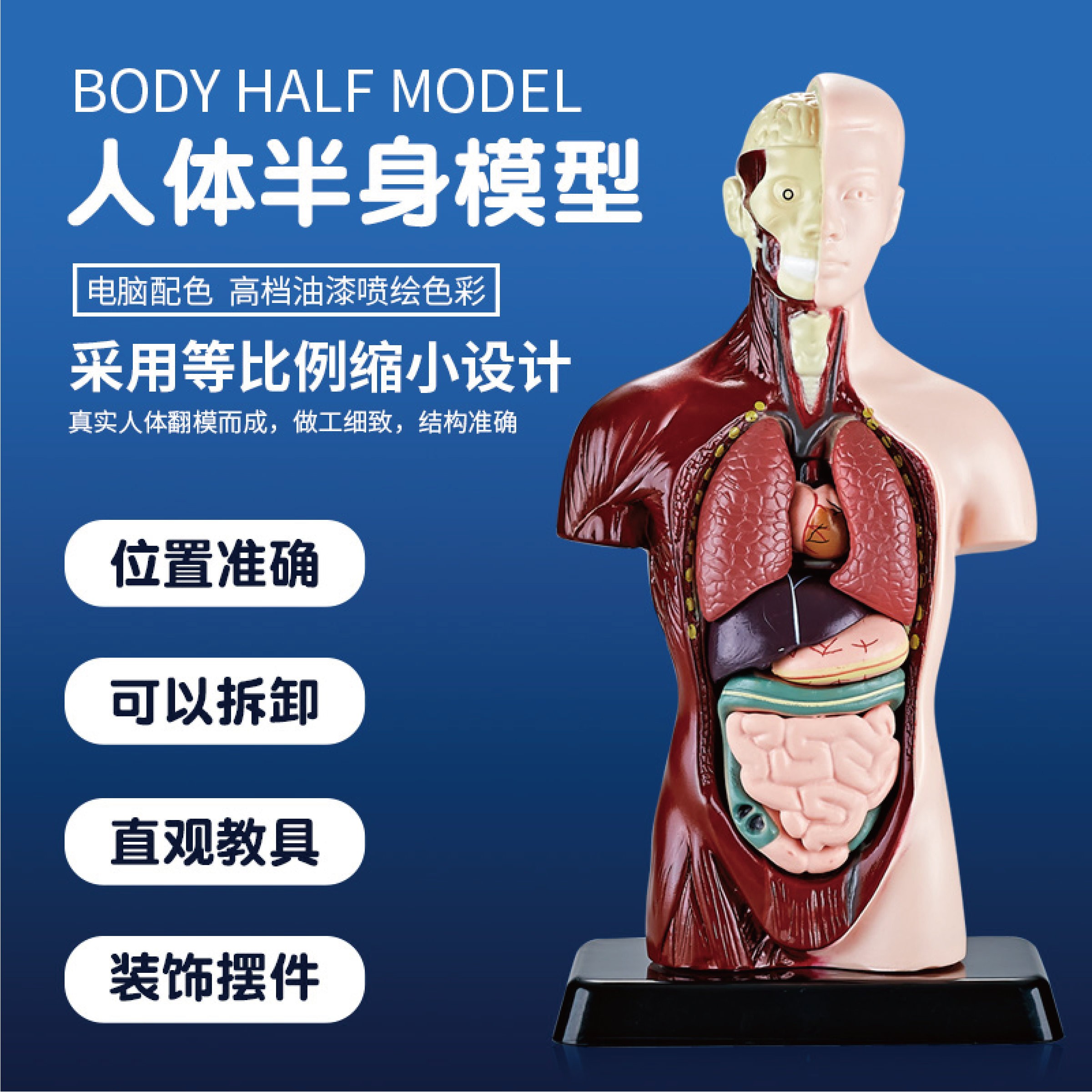 人体器官模型可拆卸玩具