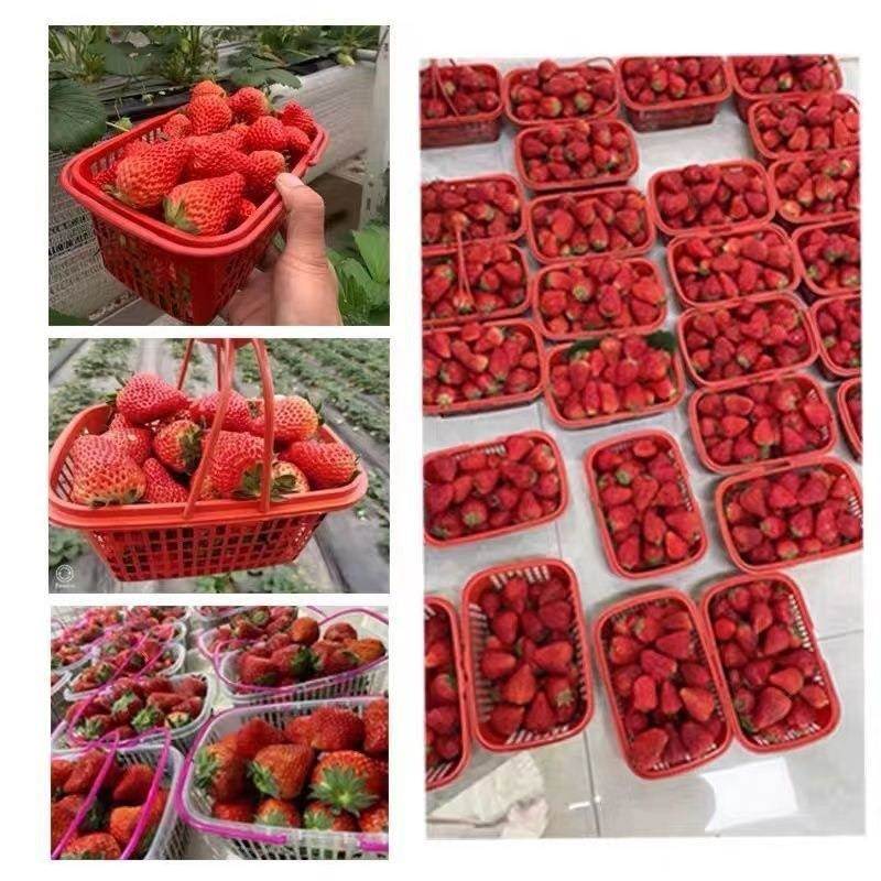 塑料果篮子长形篮草莓篮杨梅方篮水果篮胶框葡萄无HTR花篮鸡包邮