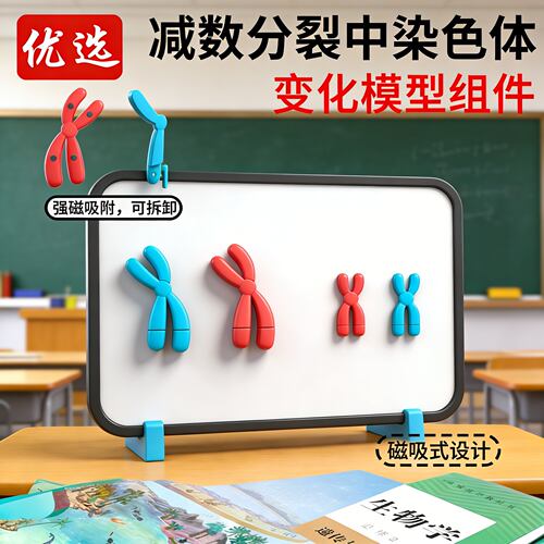 染色体磁吸式减数分裂中染色体变化模型组件高中生物DNA遗传规律染色体交叉互换中学生物学生实验器材教学