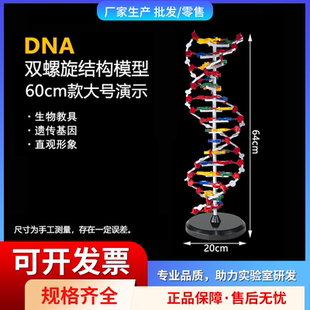 DNA结构模型 大号J33306 双螺旋60公分 高中碱基对遗传基因 初中生物教学仪器 教具