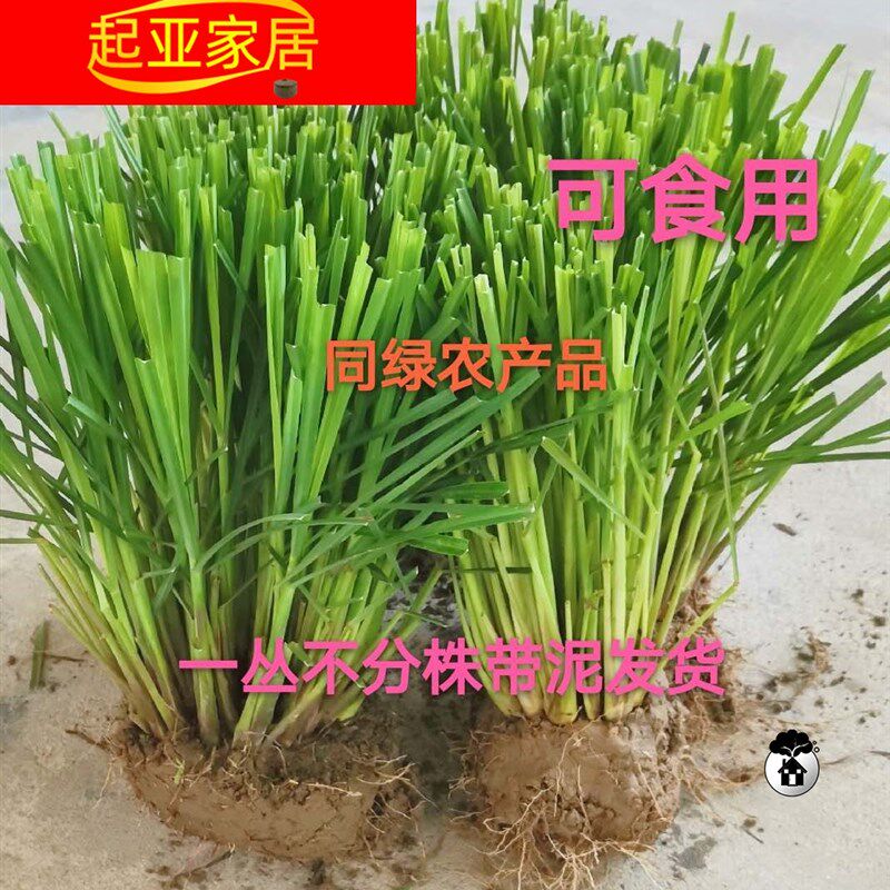 新鲜香茅草苗柠檬草种苗香茅草盆栽柠檬草盆栽泰国冬阴功香茅苗