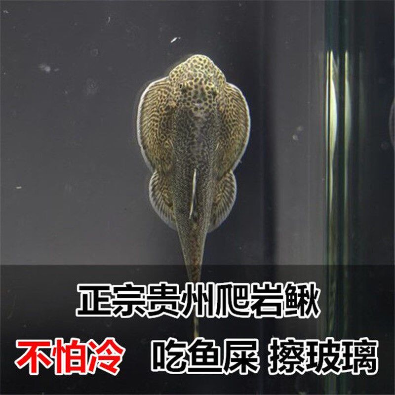 正宗贵州爬岩鳅 冷水清道夫 琵琶鼠 小提琴 吃鱼屎擦玻璃清洁鱼缸