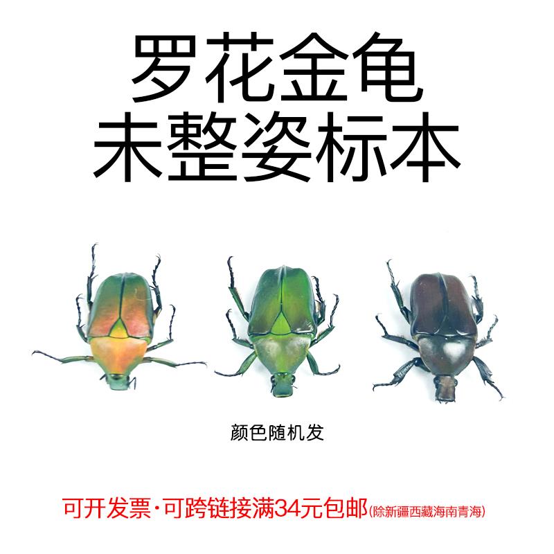 真昆虫标本未整姿罗花金龟湿虫标本手工DIY多色原虫整姿制作材料