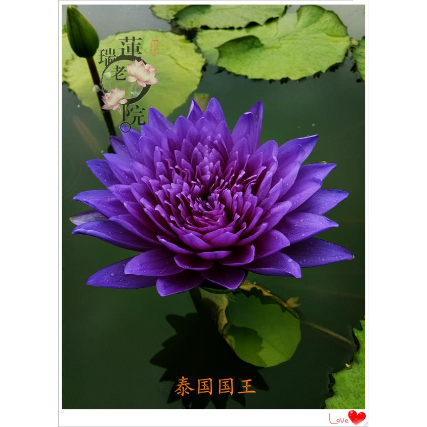 进口热带名贵品种睡莲 泰国国王 莲花苗庭院水生植物花卉水景观赏