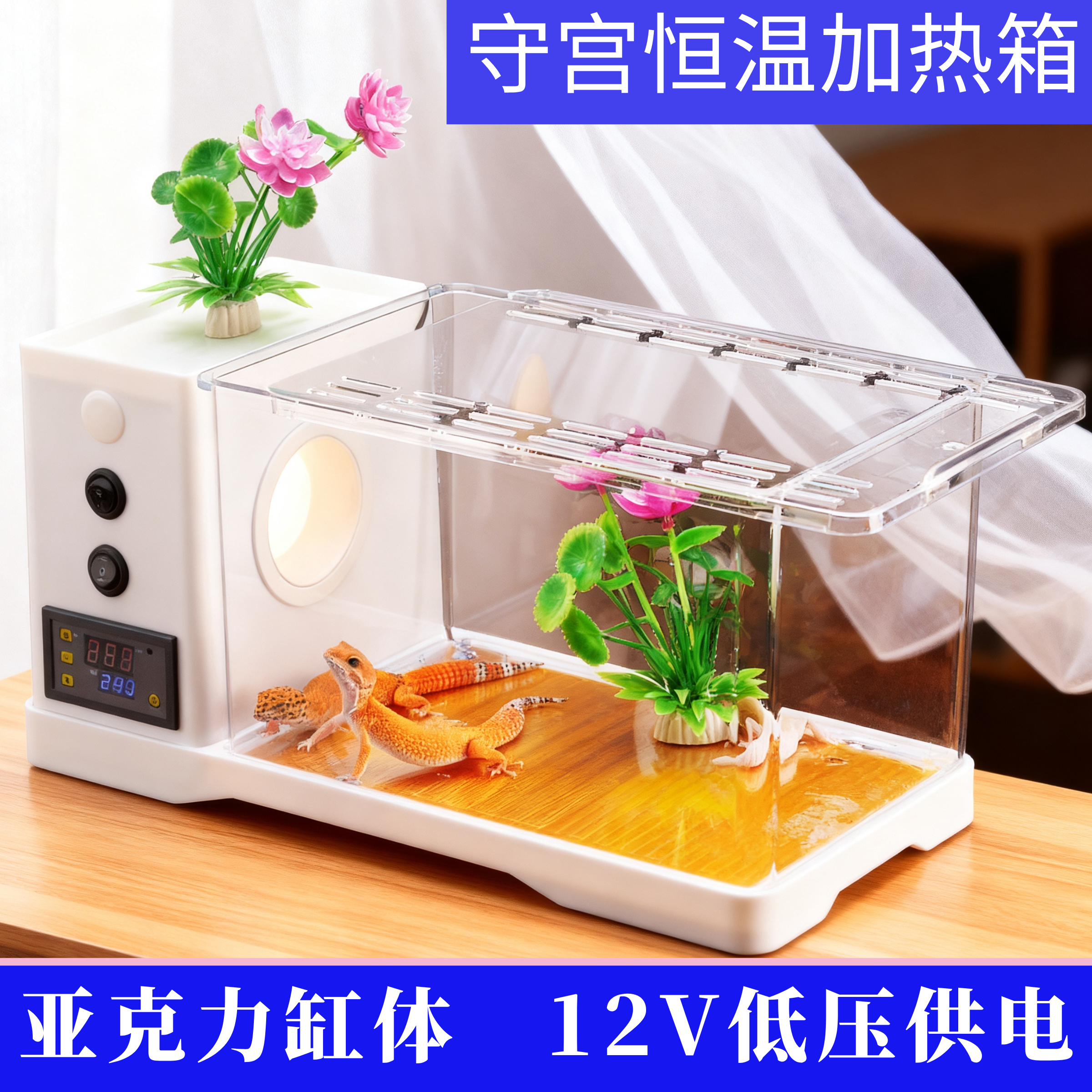 豹纹守宫蜥蜴壁虎爬宠活物手宫小火龙新手入门家养宠物小学生宠物