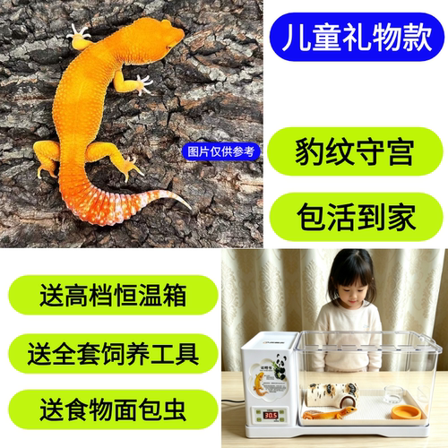 豹纹守宫蜥蜴宠物活物壁虎家养爬宠小火龙新手入门送给儿童的礼物