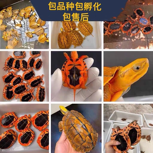 招财金正宗金钱乌龟海南龟越南龟潘氏龟金头龟三线闭壳金龟蛋