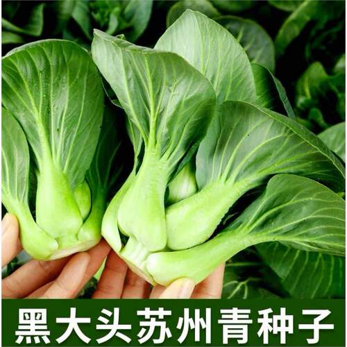 矮脚苏州青种子~四季可种