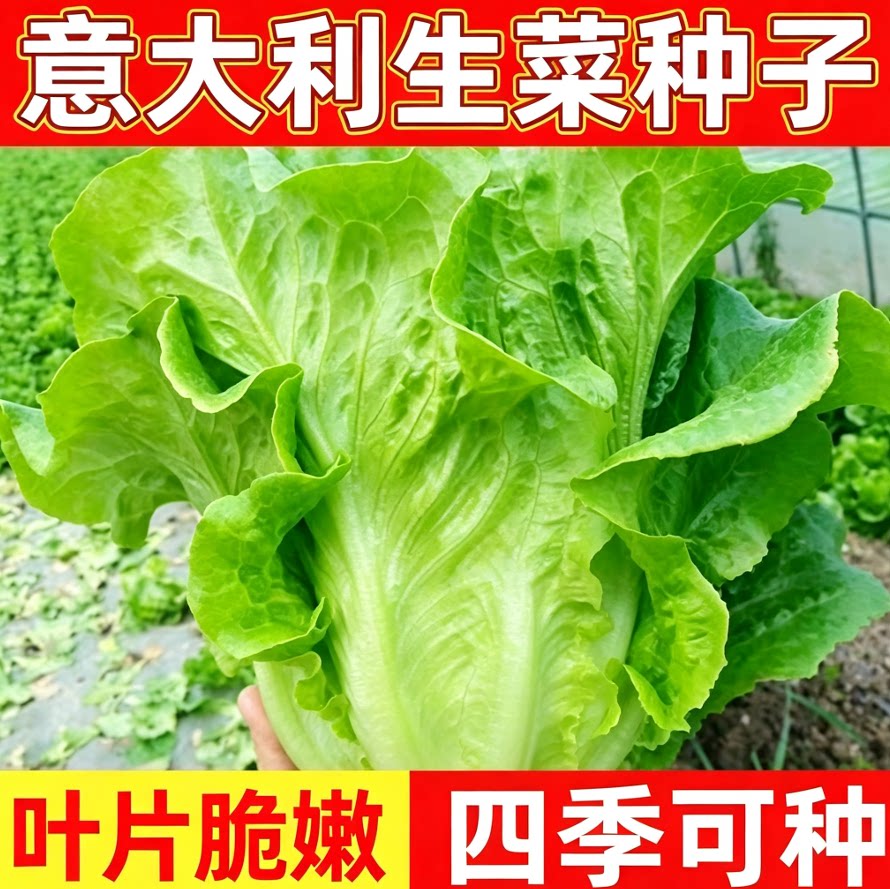 甜脆意大利生菜种子耐抽苔生菜菜籽脆嫩生吃菜籽菜地盆栽蔬菜种籽