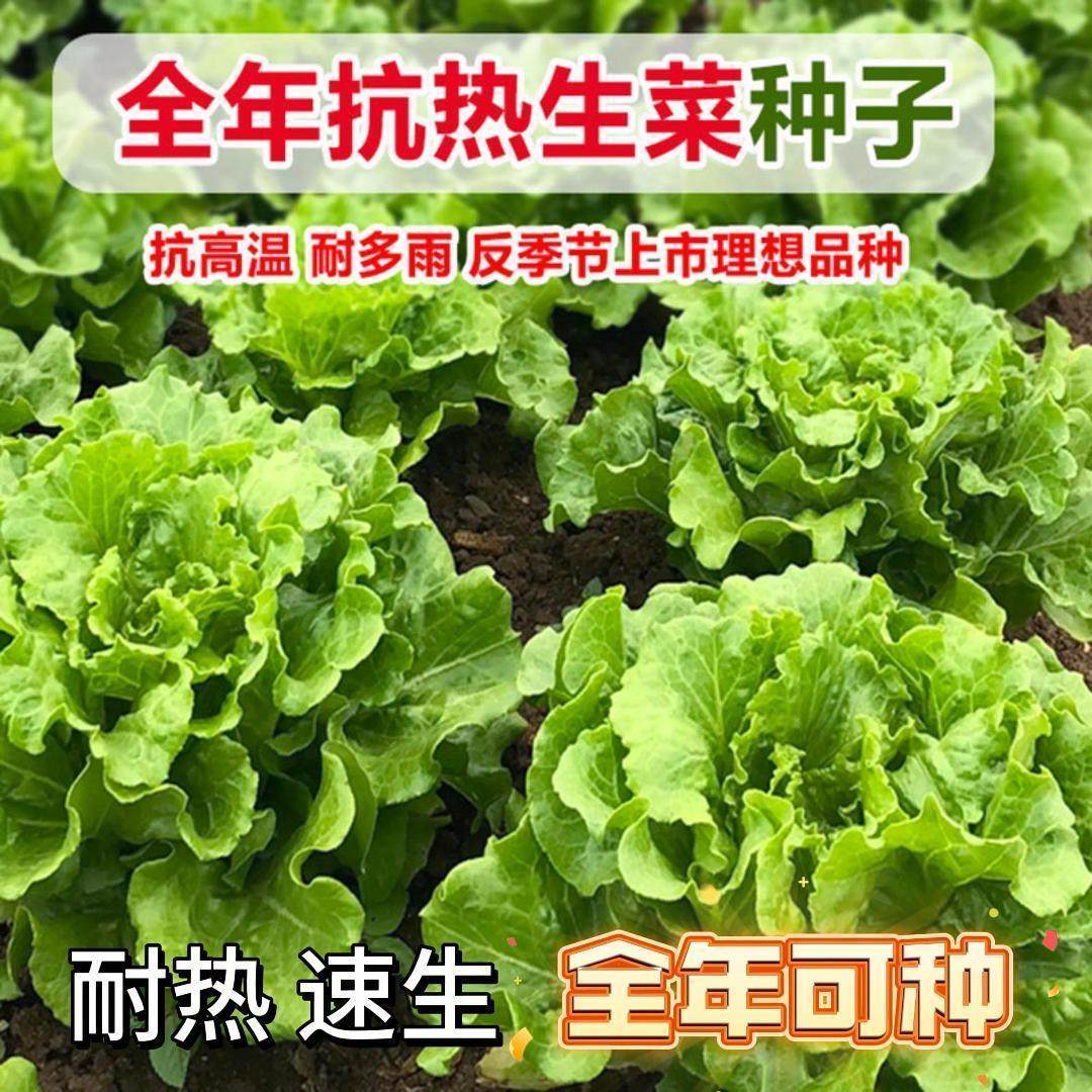 【耐热全年可种】意大利生菜全年生菜王种籽高产四季蔬菜阳台菜种