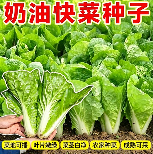 四季奶油快菜种籽小白菜种籽鲜嫩阳台小院耐热耐寒