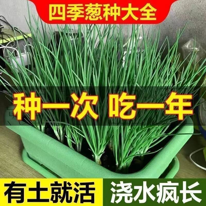 【10天吃小葱！】四季本地小香葱种子正宗老品种香葱籽种盆栽阳台