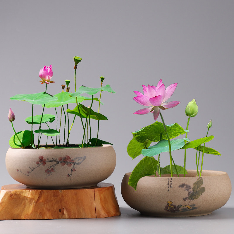 水仙花盆陶瓷无孔水培铜钱草碗莲睡莲水培绿萝容器大号多肉盆特价