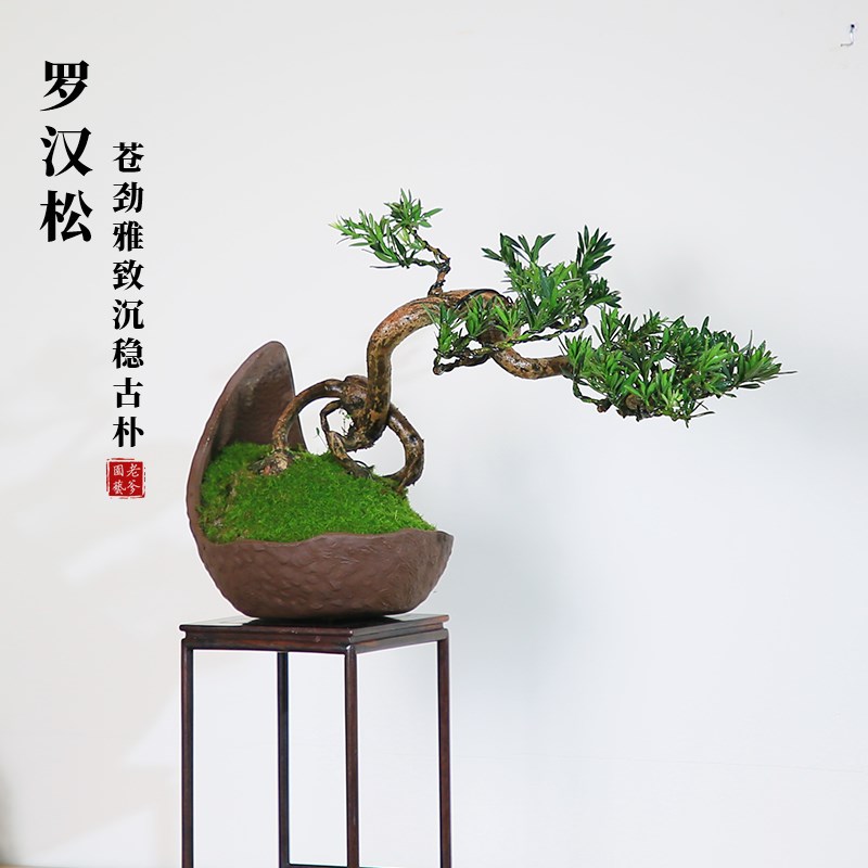 罗汉松盆景造型真树室内绿植创意礼品玄关庭院迎客松茶室禅意盆栽