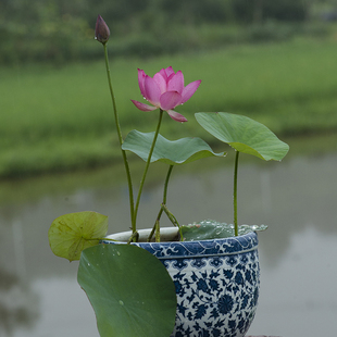 【秦淮彩灯】碗莲乌托邦-小微型窗台阳台盆栽水生观赏荷花种藕cqu