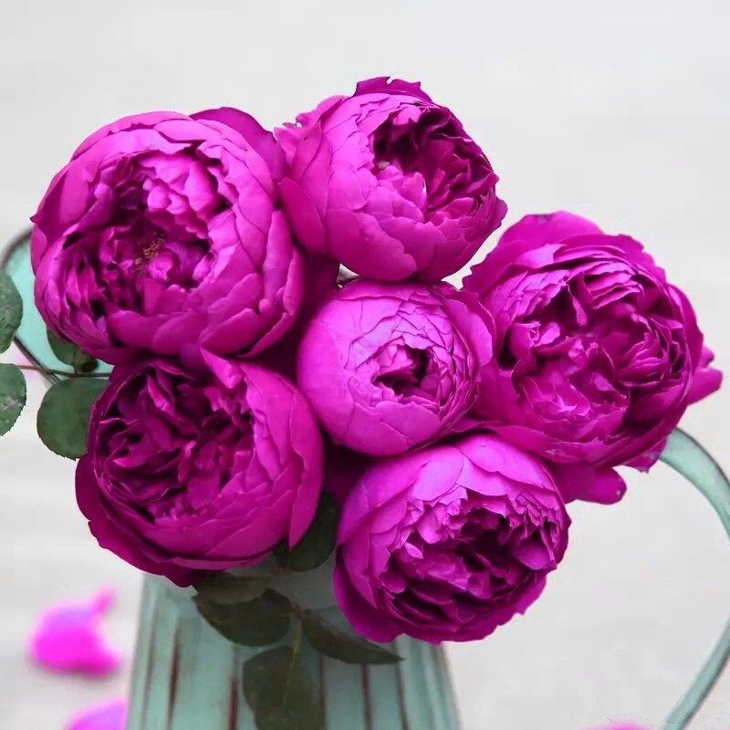 秋日胭脂月季花苗四季可盆栽玫瑰开花特大花藤本花树蔷薇爬藤小苗,鲜花速递/花卉仿真/绿植园艺,月季/蔷薇/玫瑰,淘宝优惠券,粉丝福利购,淘宝优惠卷