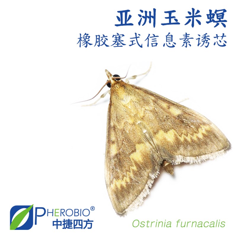 亚洲玉米螟性信息素诱芯引诱剂农用杀虫玉米害虫监测诱杀