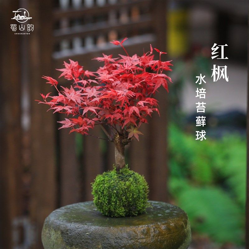 红枫树水培植物苔藓球盆栽桌面四季花卉好养室内办公室创意小绿植,鲜花速递/花卉仿真/绿植园艺,造型盆景,淘宝优惠券,粉丝福利购,淘宝优惠卷