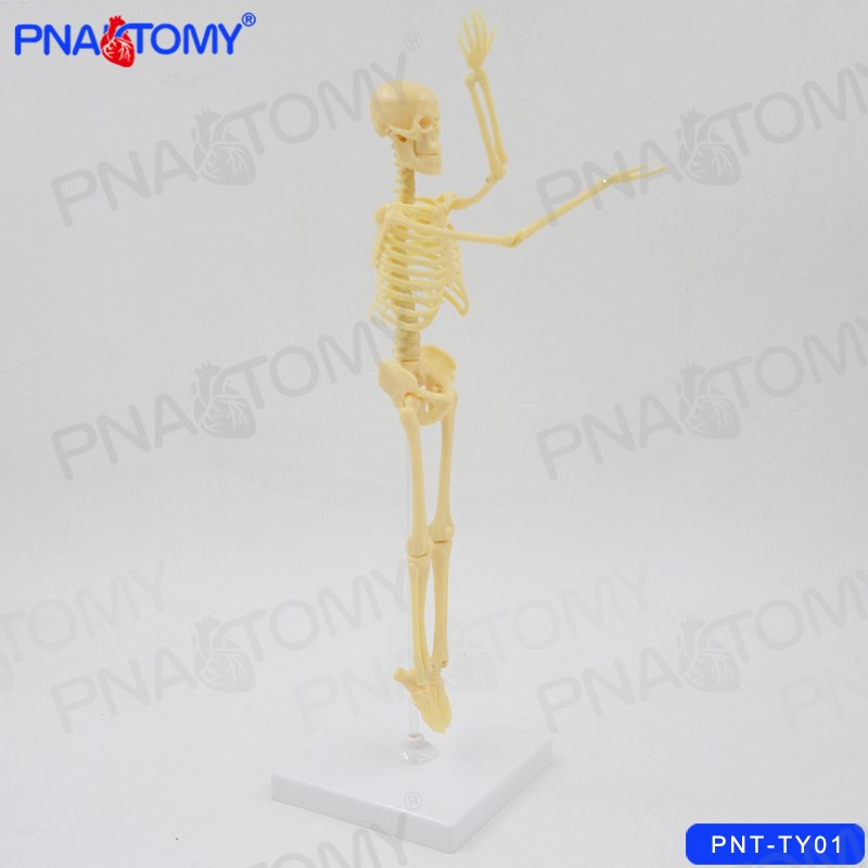 儿童科学实验玩具科技小制作拼装认识人体骨骼模型幼儿园益智DIY
