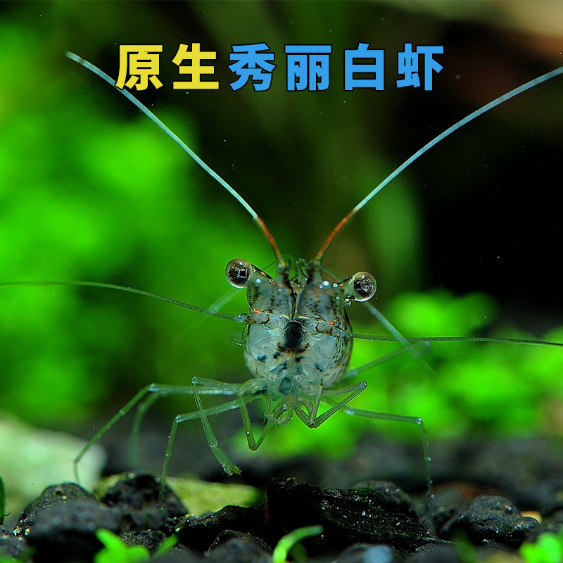 秀丽白虾冷水观赏虾白虾工具虾丝藻钢毛藻绿藻除藻虾广东